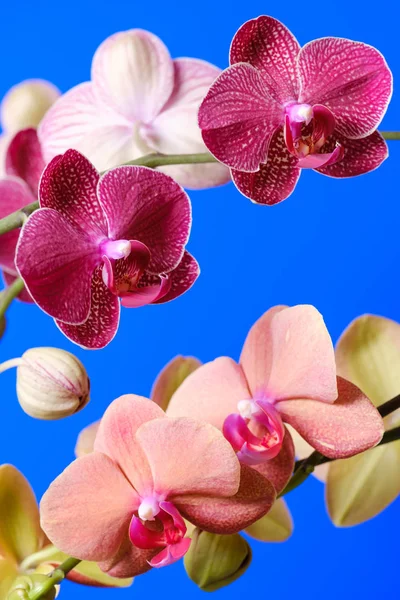 Квітуча помаранчева і фіолетова орхідея на синьому фоні — стокове фото