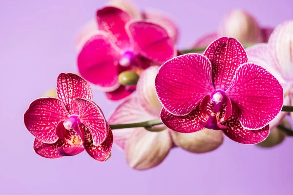Квітуча фіолетова орхідея на бузковому фоні — стокове фото