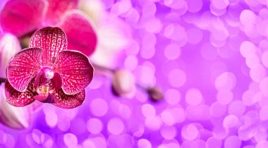 Bokeh 'li leylak arkaplanda çiçek açan mor orkide