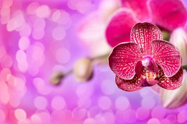 Bokeh 'li leylak arkaplanlı mor orkideler.
