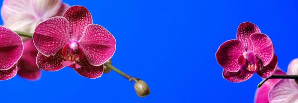 Bloeiende paarse orchideeën op een blauwe achtergrond — Stockfoto