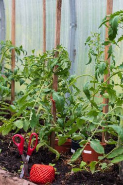 Serada domates yetiştirmek ve makaslı bir kablo.