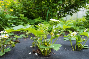 Kapalı bir çiftlikte çiçek açan güzel çilekler.