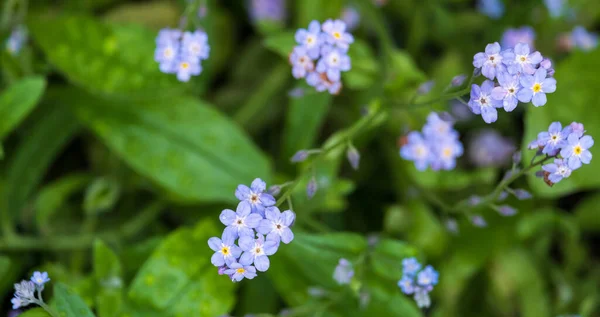 Piękne Kwitnące Małe Niebieskie Nie Zapomnij Mnie Kwiaty Tle Zielonego — Zdjęcie stockowe