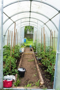 Gardında yeşil bitkiler olan sera