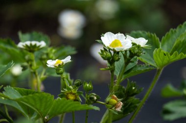 Çiftlikteki çiçeklenmiş güzel çilekler.