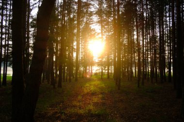 Güzel bir çam ormanı. Akşam güneşi gövdelerinde parlıyor.