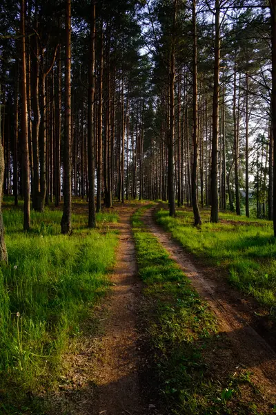 Красивый Сосновый Лес Вечернее Время Солнечной Погоде — стоковое фото