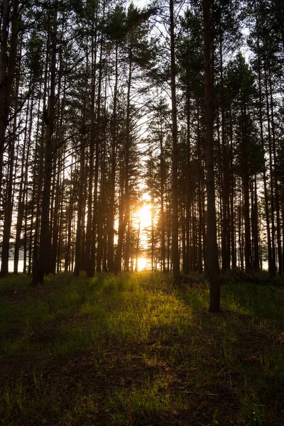 Красивый Сосновый Лес Вечерним Солнцем Сияющим Через Багажник — стоковое фото