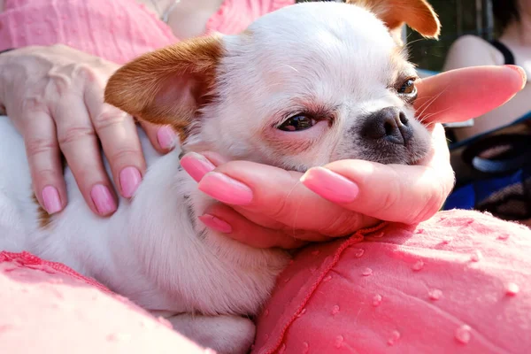 Close Pequeno Belo Cão Knes Mulher — Fotografia de Stock