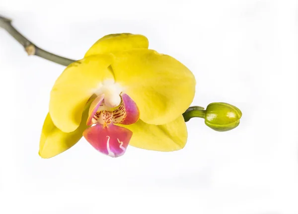 Mooie Bloeiende Gele Orchidee Een Witte Achtergrond — Stockfoto