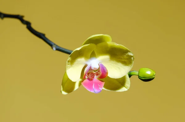 Vacker Blommande Gul Orkidé Gul Bakgrund — Stockfoto