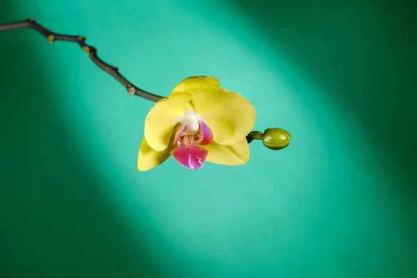 Krásná Kvetoucí Žlutá Orchidej Zeleném Pozadí — Stock fotografie