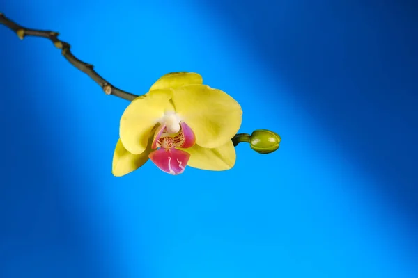 Gyönyörű Virágzó Sárga Orchidea Egy Kék Backgroun — Stock Fotó
