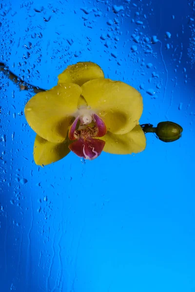 Schöne Blühende Gelbe Orchidee Auf Blauem Hintergrund Und Wassertropfen Auf — Stockfoto