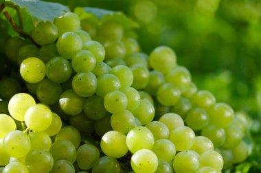 Olgun yeşil üzümlerden bir sürü meyve.