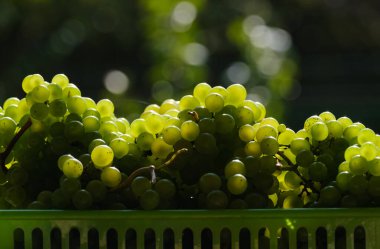 Bulanık bir sırt grubunda bir sürü güzel olgun yeşil üzüm.