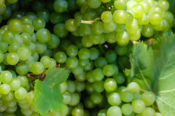 Many Berries Beautiful Ripe Green Grapes — Stock Photo, Image