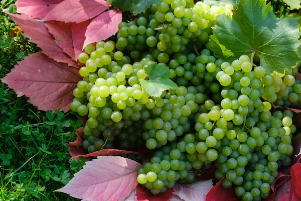 Uvas Verdes Sobre Hojas Rojas Otoño Sobre Hierba — Foto de Stock