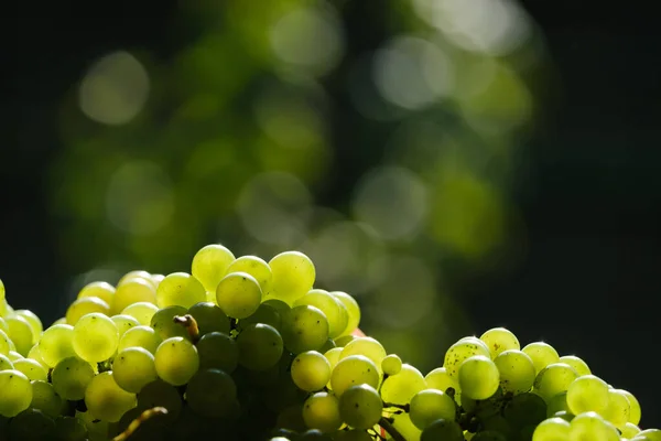 Muchas Bayas Hermosas Uvas Verdes Maduras Sobre Fondo Borroso — Foto de Stock