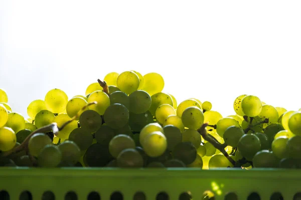 Muchas Bayas Hermosas Uvas Verdes Maduras Sobre Fondo Blanco — Foto de Stock