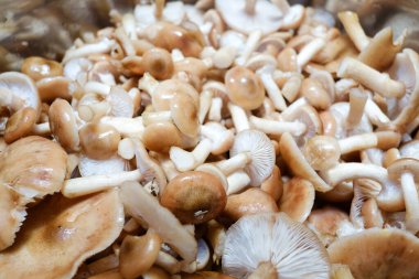 Pişirmeden önce tencerede güzel mantarlar biriktirirdim.