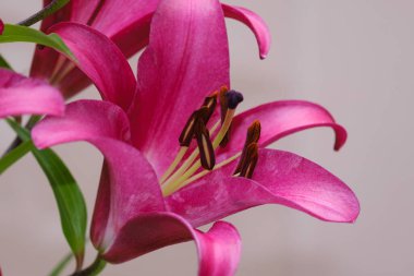 Gri arka planda açan güzel mor zambak