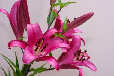 Gri bir sırtüstü çiçek açan güzel mor zambak