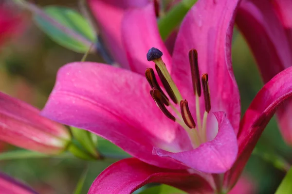 Bellissimo Giglio Viola Fiore Uno Sfondo Sfocato — Foto Stock