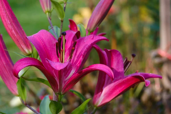 Belle Fleur Lis Violet Sur Fond Flou — Photo