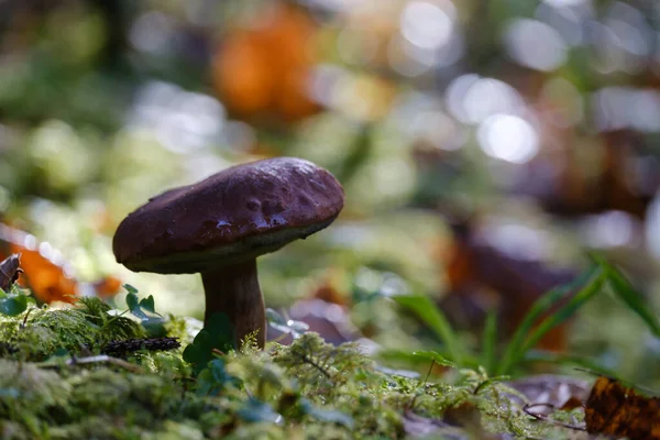 Beautiful Purple Mushroom Close Blurred Background — Stock Photo, Image