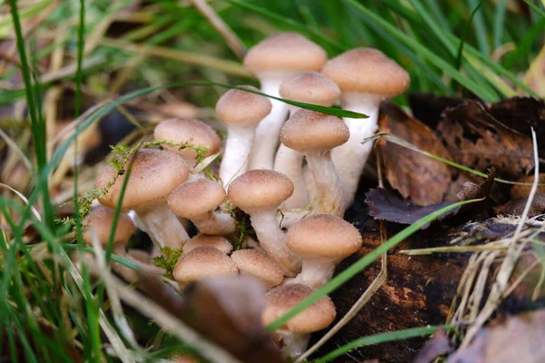 Beautiful Autumn Mushrooms Honey Agarics Close Blurred Backgroun — Stock Photo, Image