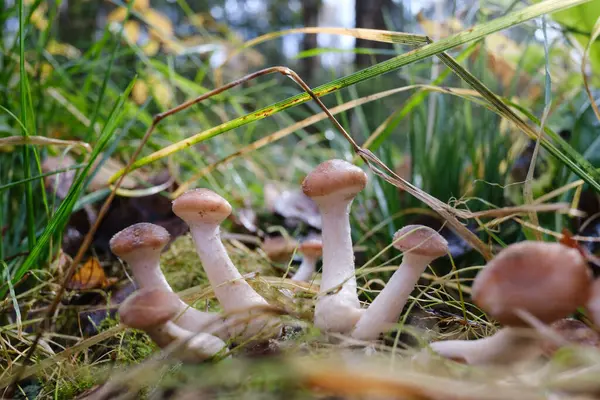 Beautiful Autumn Mushrooms Honey Agarics Close Blurred Backgroun — Stock Photo, Image