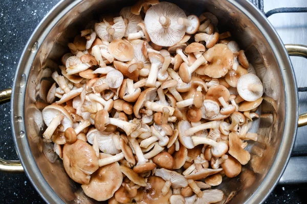 Schöne Pilze Vor Dem Kochen Einem Topf Gesammelt — Stockfoto