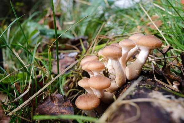 Beautiful autumn mushrooms honey agarics close-up on a blurred backgroun — Stock Image Beautiful Autumn Mushrooms Honey Agarics Close Blurred Backgroun Stock Picture
