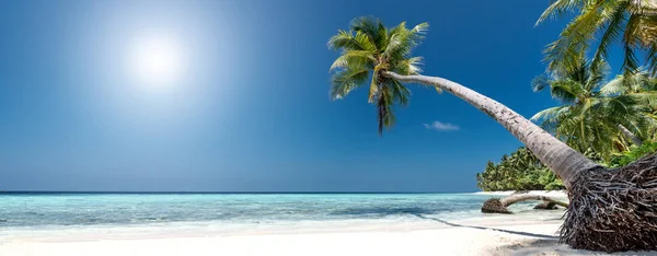 美丽的全景与棕榈树在一个未触及的热带海滩 — 图库照片