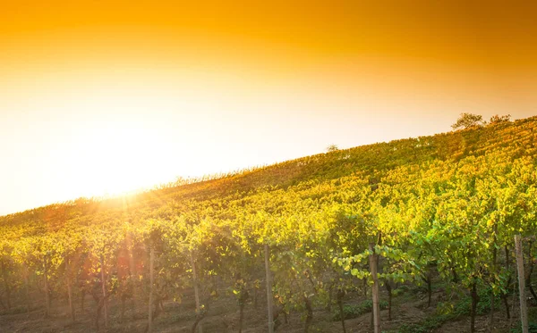 Pôr Sol Uma Vinha Hessen Alemanha — Fotografia de Stock