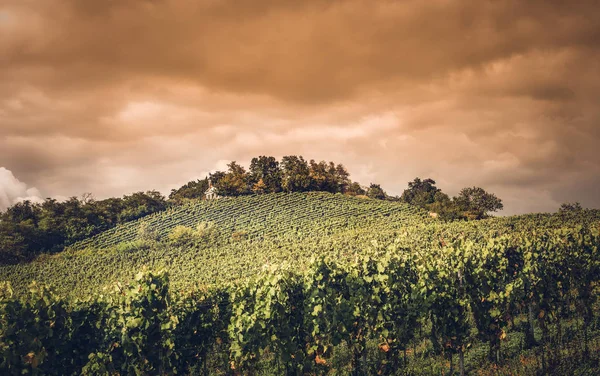 Виноградники Германии — стоковое фото