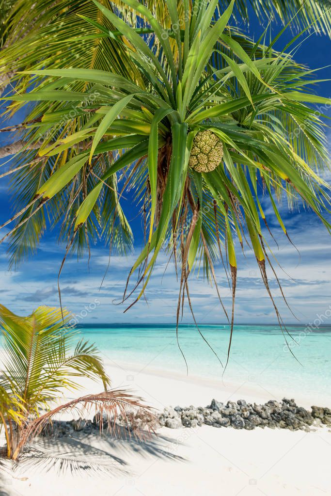 Pandanus Palm Fruit on the maldives