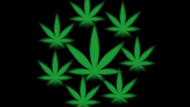 Cannabis deixa padrão de folha rotativa — Vídeo de Stock