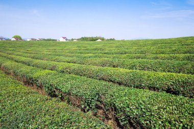 Çin'deki tepe üzerinde yeşil çay bahçesi