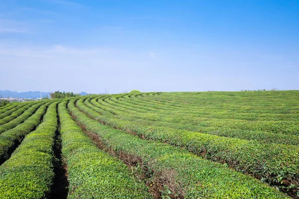 Çin'deki tepe üzerinde yeşil çay bahçesi