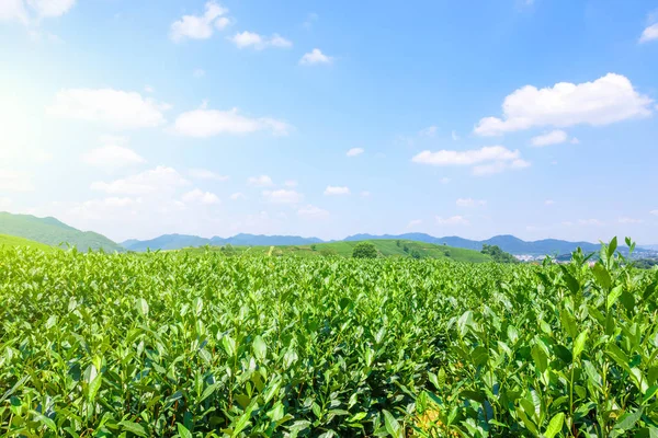 Groene Theetuin Heuvel China — Stockfoto