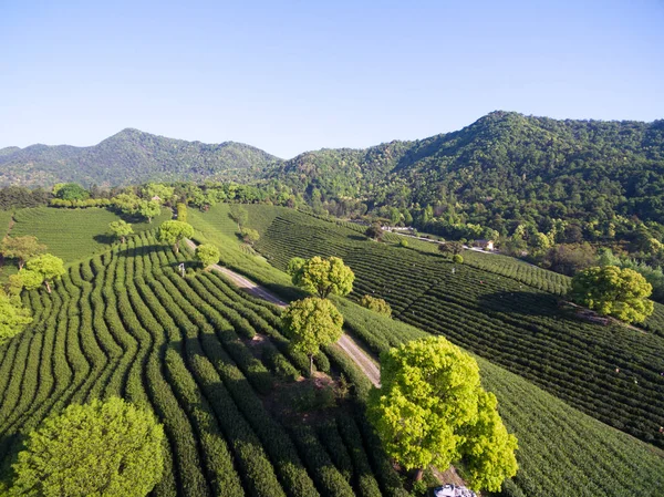 Plantação Chá Montanha Vista Aérea Com Sol — Fotografia de Stock