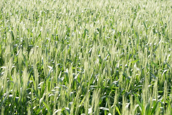 Green Wheat Field Sunny Day — Stock Photo, Image