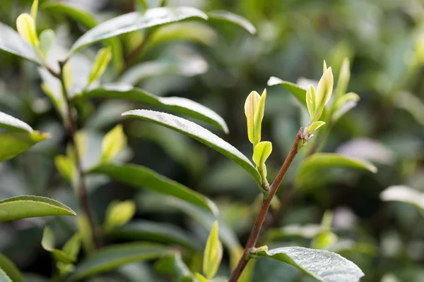 Teeblätter Auf Einer Plantage Sonnenlicht — Stockfoto