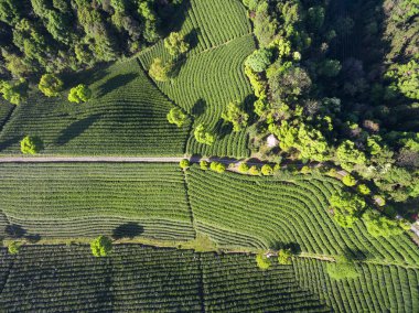 Dağdaki Çay Çiftliği Havadan bakıldığında güneşli