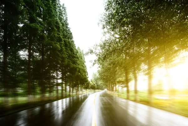 Route Asphaltée Avec Pelouses Sous Soleil — Photo