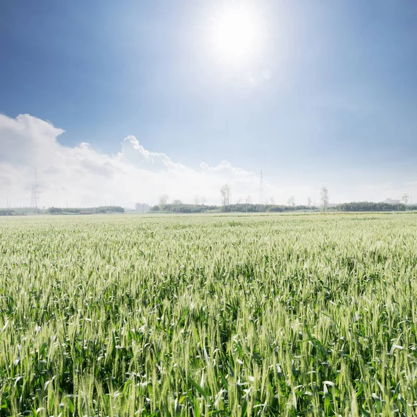 Groene Tarweveld Zonnige Dag — Stockfoto