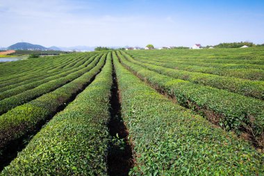 Çin'deki tepe üzerinde yeşil çay bahçesi